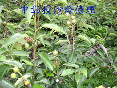 DSC00153